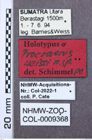 Etikett zu Megapenthes insignis (LeConte, 1884)